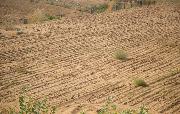 Sustainable Agriculture Practices in Dry Regions Profitability and Losses