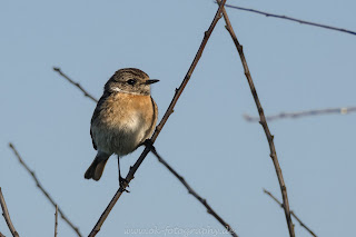 Schwarzkehlchen Ahsewiesen Naturfotografie Nikon