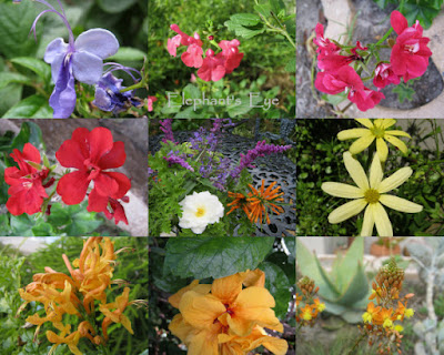 April flowers (South African except Salvia, Mexican sage, rose and hibiscus were in the garden)