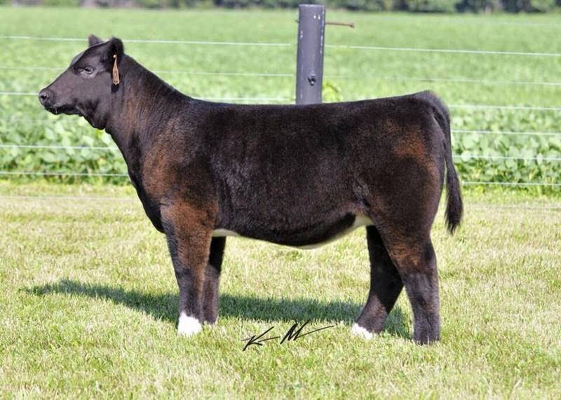 fluffy cow, fluffy cows, fluffy show cows, club cow, lautner farms, american cattle breeds, breeds of cow