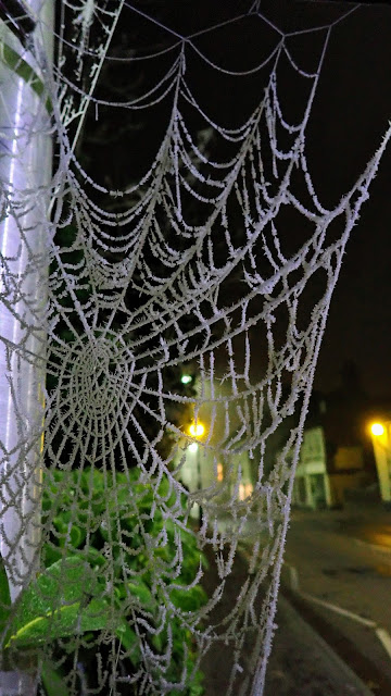 Frosted spiders webs