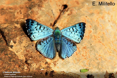 Mariposa brillantina (Lasaia agesilas)