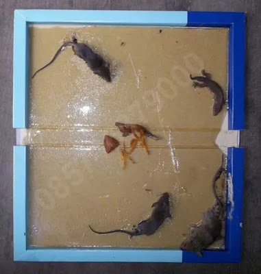 Glue Trap for Rodents
