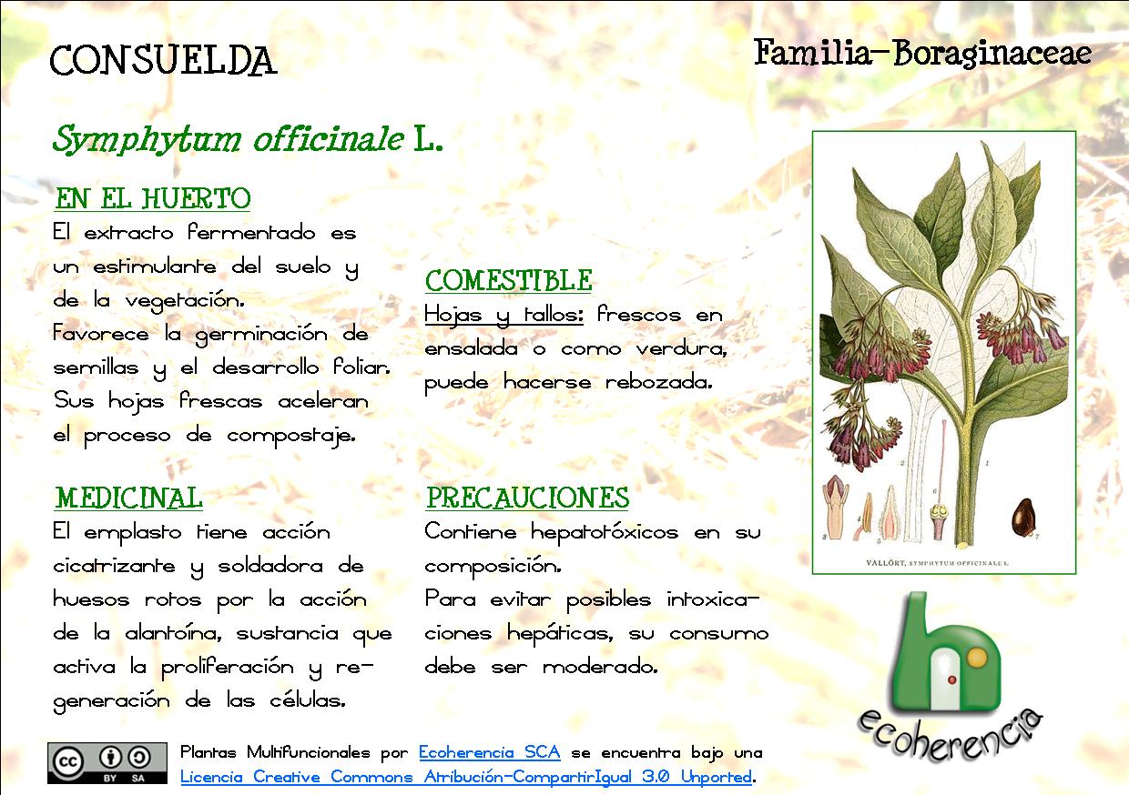 Ecoherencia Plantas Multifuncionales Ii La Consuelda