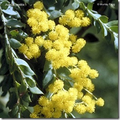 Acacia vestita