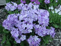 Примула Зибольда «Камикадзе-Божественный Ветер» (Primula siboldii ‘Kamikadze-Bozhestvennyj Veter’)* купить примулы Зибольда  селекция Константиновой Натальи