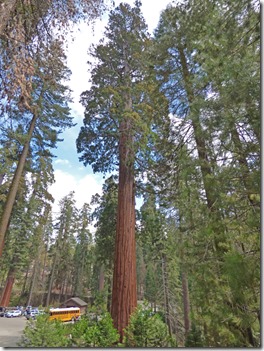 New Mexico Sequoia Tree, Grant Grove