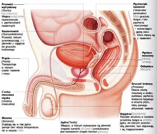 uklad-rozrodzczy-meski