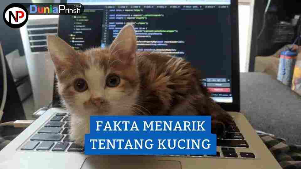 Fakta Menarik Kucing Yang Tidak Diketahui Orang Banyak