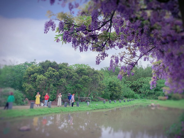 淡水紫藤花園二號水源園區（原紫藤咖啡園二店）紫色隧道好夢幻