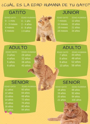 cual es la edad humana de tus gatos