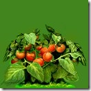_a_tomato1