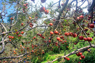 Kinnaur Apples garden