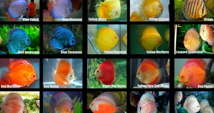 Nuansa Discus Jenis  jenis  Discus