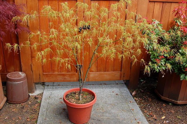 Acer palmatum koto no ito