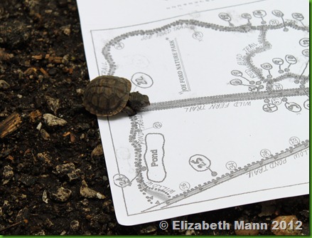 turtle on trail