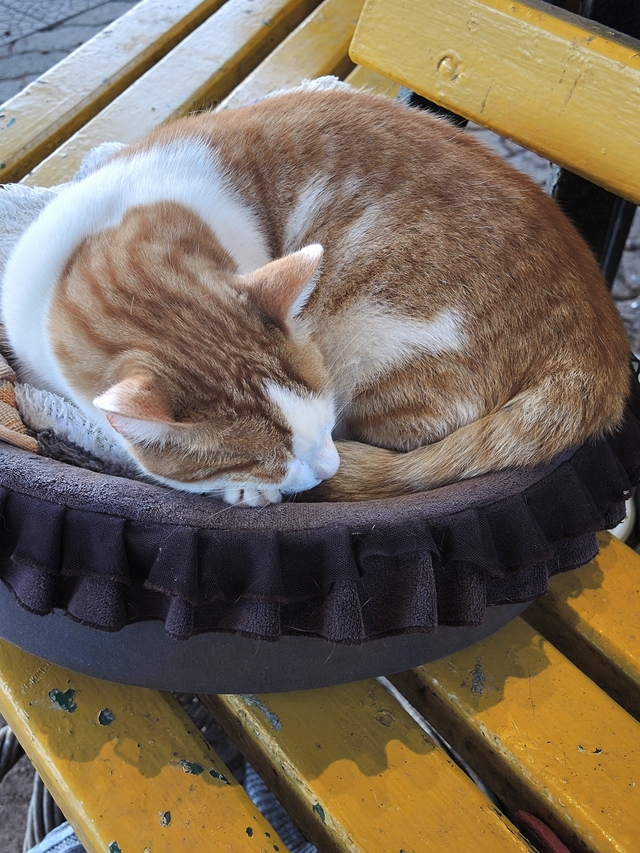 Malta: het kattenparkje in Sliema