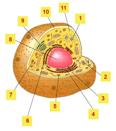 celula animal y celula vegetal. partes de la celula vegetal.