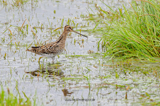 Wildlifefotografie Bekassine Olaf Kerber