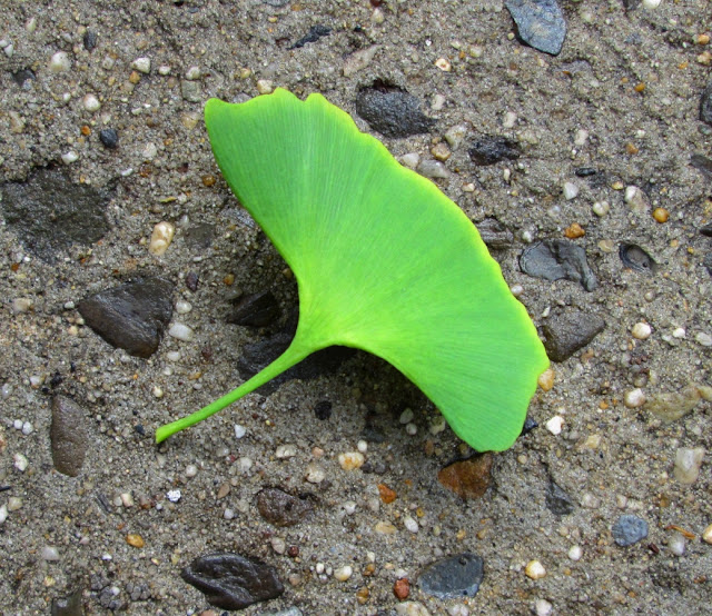 Ginkgo biloba leaf