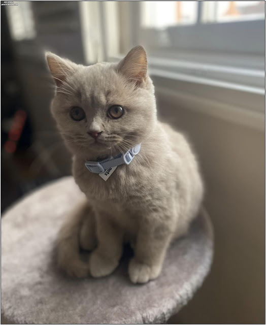 british shorthair cat