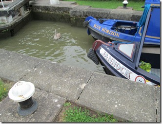 swan in lock