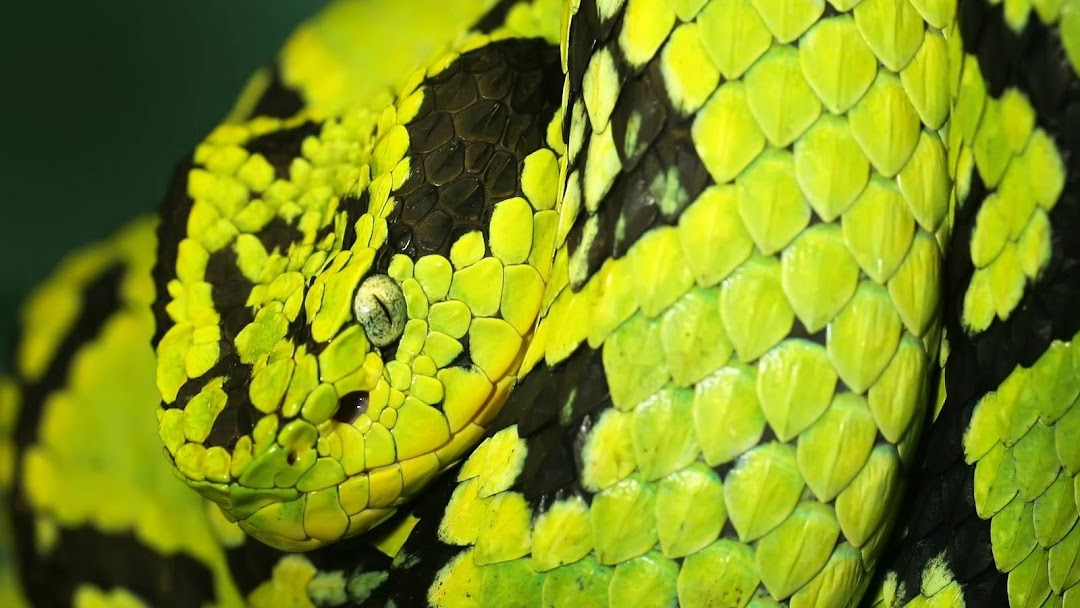 Green and Black Snake hd wallpaper