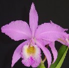 C. gaskeliana rosada