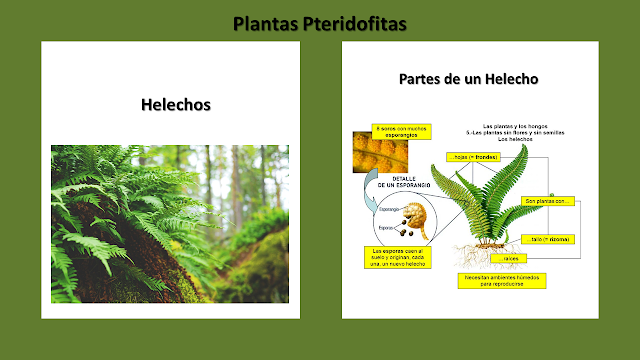 Plantas Medicinales