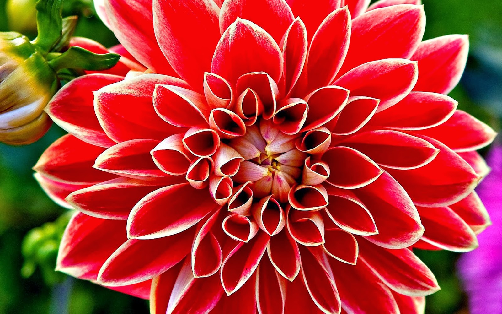 Red Dahlia Flowers