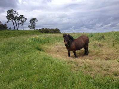 photos by E.V.Pita (2013) / stunning wild cost from Cape Ortegal to Estaca de Bares (Galicia, Spain)