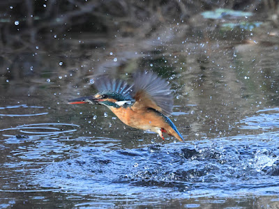 カワセミの水面飛出し2-2/2 黒目川Canon EOS R7にて撮影