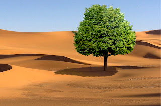 arbre dans le desert