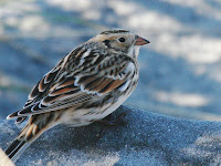 Lapland Longspur