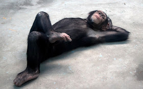 A chimp lying on the ground with its legs crossed and a hand behind its head, soaking up the sunshine, funny chimpanzee picture, cute chimpanzee, cute animal, animal acts like human