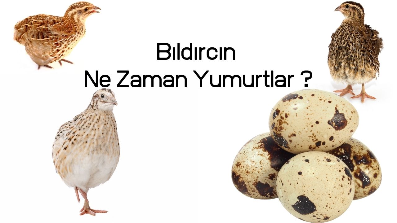 Bıldırcın Ne Zaman Yumurtlar ?