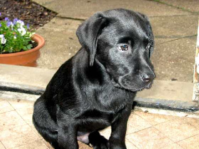 Labrador Puppy Pictures