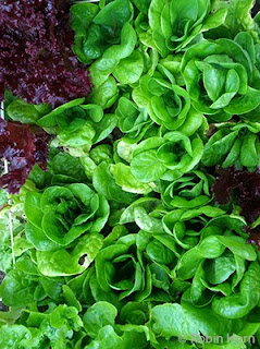 Two Kinds of Lettuce in Garden