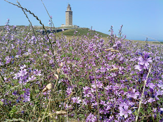 Flower and Tower   Sprint in Tower of Hercules (Corunna, Spain)   by E.V.Pita   http://evpita.blogspot.com/2011/05/flower-and-tower-flores-torre-de.html   Flores + Torre de Hércules  (Primavera en Torre de Hércules, A Coruña)  por E.V.Pita