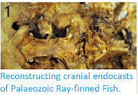 https://sciencythoughts.blogspot.com/2014/12/reconstructing-cranial-endocasts-of.html