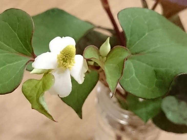 どくだみ を水栽培から鉢植えにするか思案中 すみっこ園芸