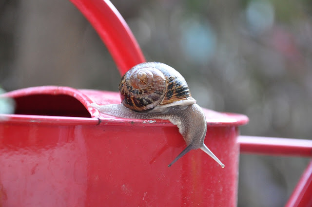 liste-automne-ce-que-je-naime-pas-escargot