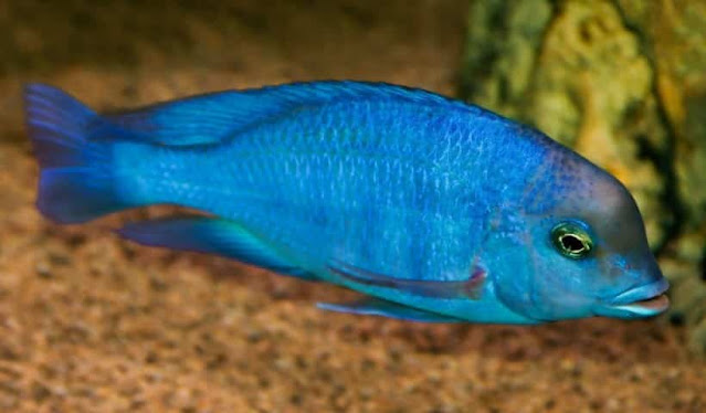 jenis ikan hias lemon blue moorii