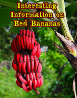 Red Banana