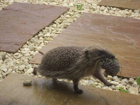 Funny animals of the week - 21 March 2014 (40 pics), funny animal pictures, mommy hedgehog takes her baby with mouth