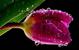 pink-kamal-with-water-drops-hd-imgs