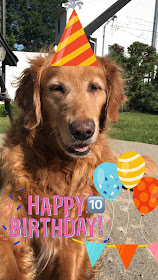 golden retriever dog's 10th birthday celebration