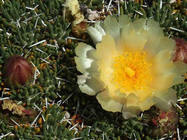 Maihuenia poeppigii