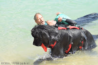 Sauveteur Aquatique et son chien Terre-Neuve travaillent en binôme au Lac de Bellecin en Franche-Comté Jura  JD Amet Photographe limittrophes (Saône et Loire) 