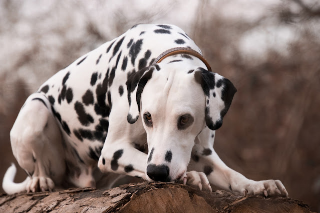 best-dogs-for-hikers